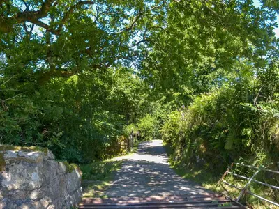 a dirt road with trees on either side at Wallhouse Barn in Blisland