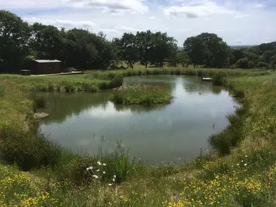 a pond in the middle of a field at Lower Shippen - 23493 in North Petherwin