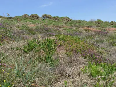 a field of grass with purple flowers on a hill at Oak Barn in Porthtowan