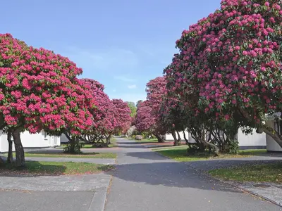 a row of trees filled with pink flowers at Pencarrow - B6521 in Saint Cleer