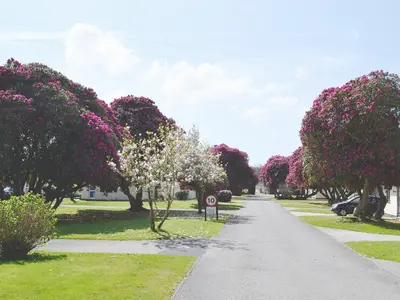 a walkway with trees with white blossoms in a park at Pencarrow - B6521 in Saint Cleer