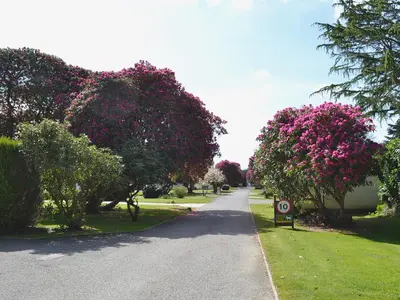 a road with trees with pink flowers on it at Talland Bay in Saint Cleer