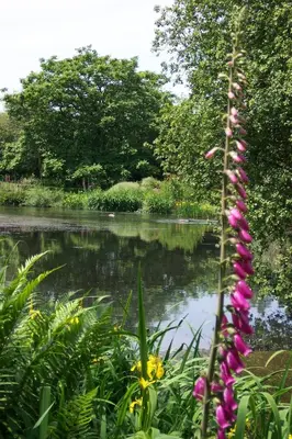 a view of a body of water with flowers at Polgwedhen Lodge in Truro