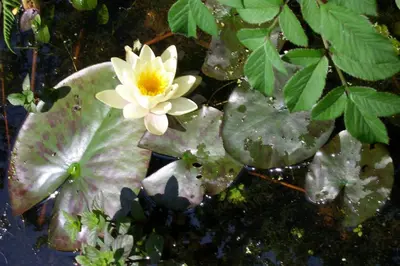 a yellow water lily with green leaves on a tree at Polgwedhen Lodge in Truro