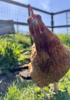 a brown chicken is standing in the grass at Sunset Ridge - Luxury Geodesic Dome set in the beautiful countryside in Porkellis