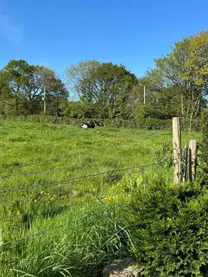 a fence in a field with a cow laying in the grass at Trelowen Cottage in Callington