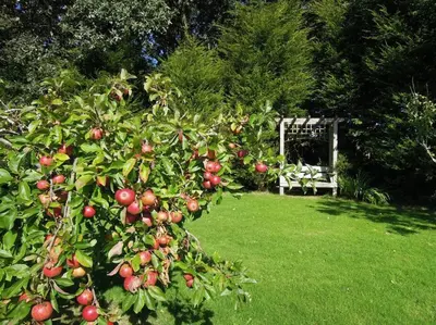 an apple tree with apples on it in a yard at The Stables - Nanjeath in St Austell