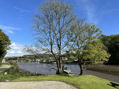 a tree in the grass next to a river at The Ship Inn Lerryn in Lerryn