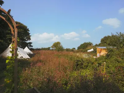 a field filled with lots of grass and flowers at Foxglove Field Glamping in Perranuthnoe