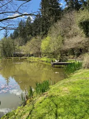 a pond in a park with a bench and grass at The Goose Nest luxury lakeside shepherd hut in Cardinham Woods, Cornwall in Cardinham