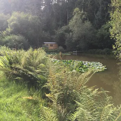 a pond in a garden with a house in the background at The Goose Nest luxury lakeside shepherd hut in Cardinham Woods, Cornwall in Cardinham