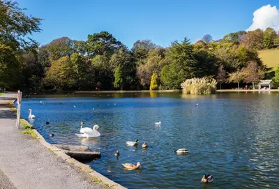 a group of ducks swimming in a lake at Deugh an Chy in Carleen