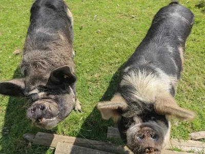 two pigs standing next to each other in the grass at Connie's Cottage in Helston