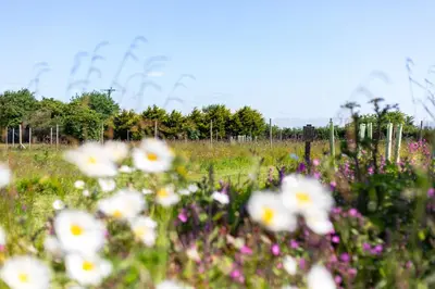 a field of flowers in front of a fence at The Tractor Shed, a romantic barn retreat on the edge of Falmouth in Budock Water
