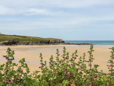a beach with pink flowers in the foreground at Pepper Cove in Padstow