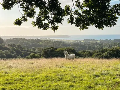 a sheep standing on top of a grassy hill at Furnished Bell Tent 3 in Carlyon Bay