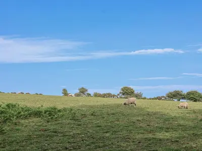 two sheep grazing in a field of grass at The Byre in Liskeard
