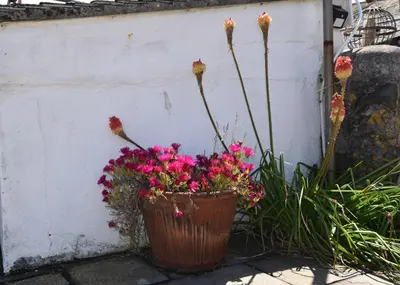 a basket of flowers sitting next to a wall at Morning Cottage in St Ives