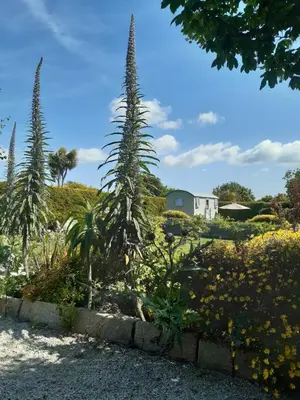 a garden with tall plants and yellow flowers at The Shepherd Hut in Carleen