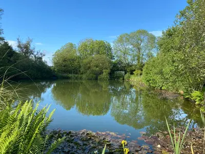 a view of a river with trees on the side at Owl Cottage in Looe