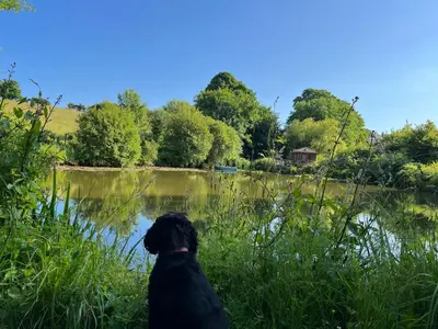 a black dog sitting in front of a lake at Owl Cottage in Looe