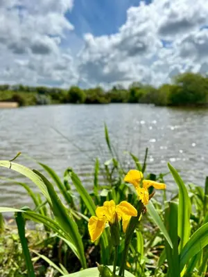 a group of yellow flowers in front of a lake at Greenfinch Lakeside Bell Tent Basic with Airbeds Only in Saint Columb Major