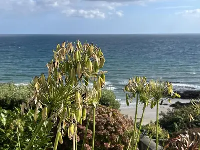 a view of the ocean with a bunch of plants at Pengerein in Porthscatho