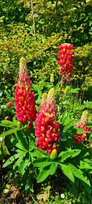 a group of red flowers in a garden at Honeysuckle Cabin in Redruth