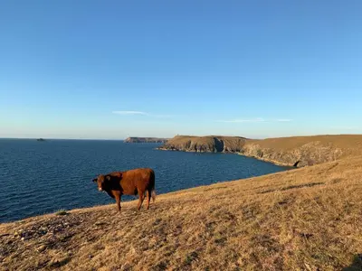 a cow standing on a hill next to the water at Stylish Family Friendly 3-Bed Caravan Escape at Seven Bays Park in St Merryn