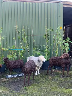 a sheep standing next to a group of sheep at Stable End in Liskeard