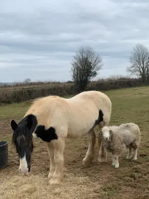 a horse and a lamb standing in a field at Stable End in Liskeard