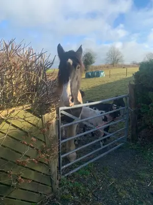 a horse sticking its head over a fence at Stable End in Liskeard