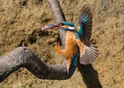 a colorful bird flying on a tree branch at Riverside farm cottage on private wildlife estate 3-bedrooms in Washaway