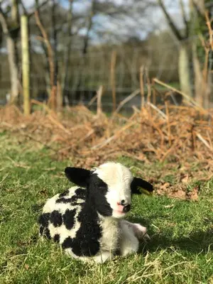 a black and white calf laying in the grass at Riverside cottage on private wildlife estate 1-bed in Washaway