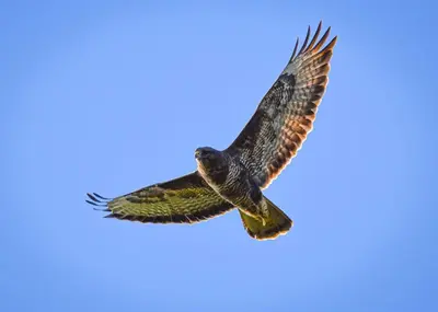 an eagle flying in the sky at Riverside cottage on private wildlife estate 3-bed in Washaway