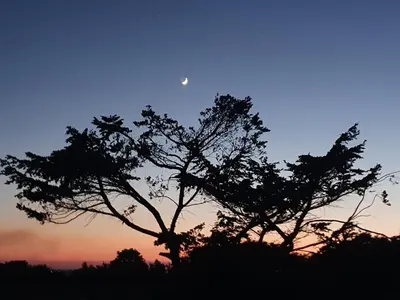 a silhouette of a tree with the moon in the sky at Cornwall Luxury Hot Tub Huts in Camelford