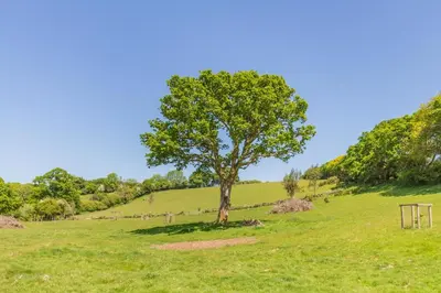 a tree in the middle of a green field at 3 Bed in Launceston oc-l31001 in Lewannick