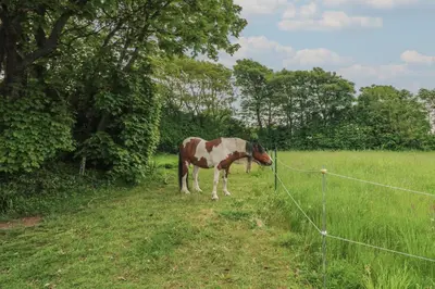 a brown and white horse standing in a field at Sea View Loft in Penzance