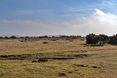 an open field with trees in the distance at Finest Retreats - Jubilee Barn Cottage at Bodmin Moor in Saint Breward