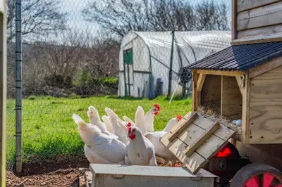 a group of white chickens eating out of a bird feeder at 2 Bed in Altarnun oc-t31858 in Altarnun
