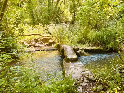 a stream in the middle of a forest at Wrens Nest in Saint Mabyn