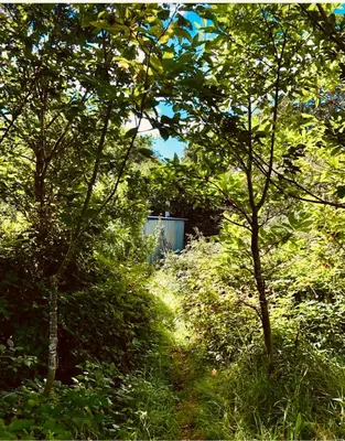 a path in the middle of a forest with trees at Wrens Nest in Saint Mabyn