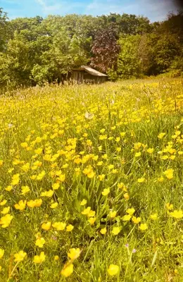 a field full of yellow flowers in a field at Wrens Nest in Saint Mabyn