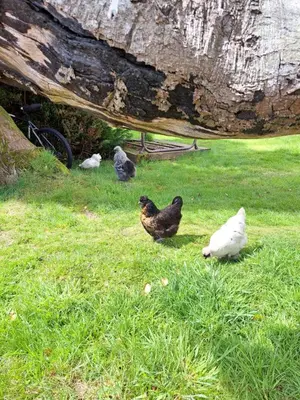 a group of chickens standing in the grass at The Cabin in St Austell