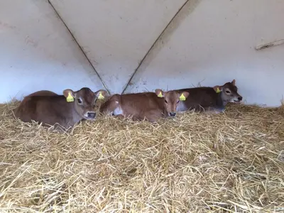 three cows laying in a pile of hay at Trecorme Barton in Quethiock