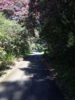 a tree lined road with trees and pink flowers at Trecorme Barton in Quethiock