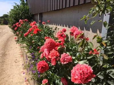 a bunch of pink flowers next to a wall at Trecorme Barton in Quethiock
