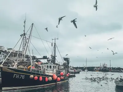 a flock of birds flying around a boat in the water at Holiday Home Rosehip Cottage by Interhome in Pentewan