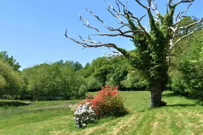 a tree in the middle of a field with flowers at 1 Bed in Two Waters Foot oc-a27332 in Warleggan