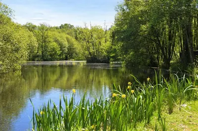 a view of a pond in a park with trees at 3 Bed in Two Waters Foot oc-m27335 in Cardinham